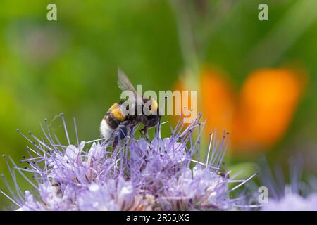 Italie, lombardie, Bumblebee sur fleurs de Tansy pourpre, Phacelia tanacetifolia Banque D'Images