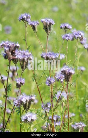 Italie, lombardie, fleurs pourpre de Tansy, Phacelia tanacetifolia Banque D'Images