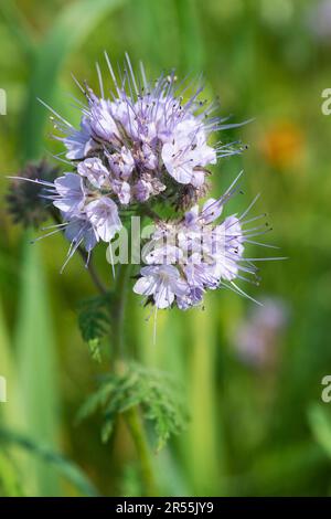 Italie, lombardie, fleurs pourpre de Tansy, Phacelia tanacetifolia Banque D'Images