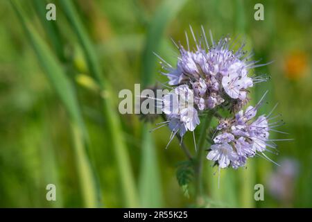 Italie, lombardie, fleurs pourpre de Tansy, Phacelia tanacetifolia Banque D'Images