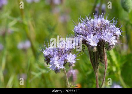 Italie, lombardie, fleurs pourpre de Tansy, Phacelia tanacetifolia Banque D'Images