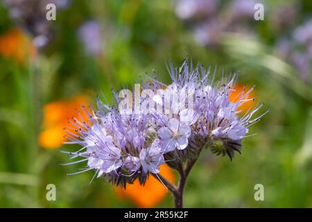 Italie, lombardie, fleurs pourpre de Tansy, Phacelia tanacetifolia Banque D'Images