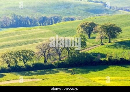 Route de la saleté avec des arbres dans un champ Banque D'Images