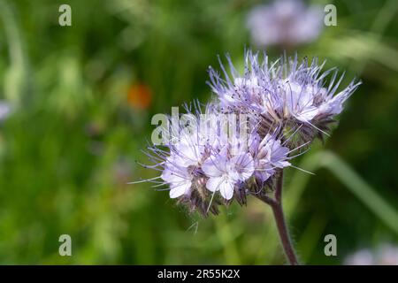 Italie, lombardie, fleurs pourpre de Tansy, Phacelia tanacetifolia Banque D'Images