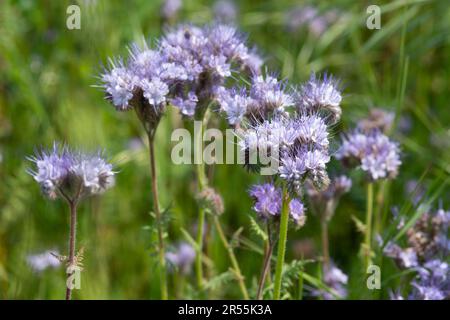 Italie, lombardie, fleurs pourpre de Tansy, Phacelia tanacetifolia Banque D'Images