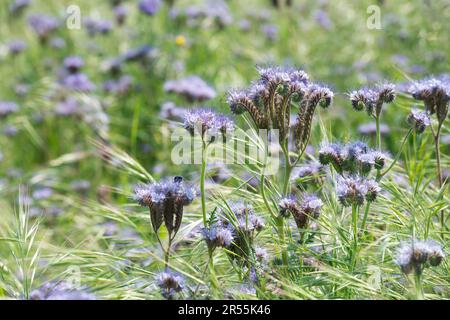 Italie, lombardie, fleurs pourpre de Tansy, Phacelia tanacetifolia Banque D'Images