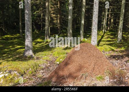 Grand anthill dans la forêt un jour d'été ensoleillé Banque D'Images