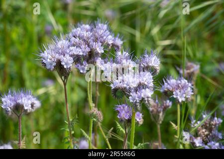 Italie, lombardie, fleurs pourpre de Tansy, Phacelia tanacetifolia Banque D'Images