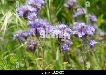 Italie, lombardie, fleurs pourpre de Tansy, Phacelia tanacetifolia Banque D'Images