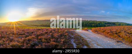 Linwood, Royaume-Uni - août 6 2022 : lever du soleil sur le bruyère de Rockford Common dans le parc national de New Forest, Royaume-Uni Banque D'Images