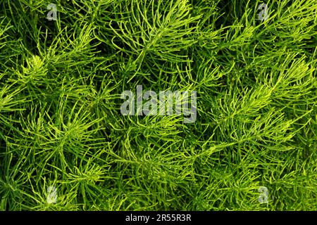 Equisetum arvense, communément appelé Horsetail de terrain. Texture. Banque D'Images