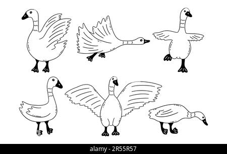 Oies dans différentes poses. Oiseaux sauvages ou domestiques, élevage. Volaille. Illustration noire et blanche vectorielle isolée Doodle dessiné à la main Illustration de Vecteur