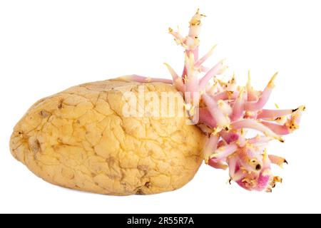 gros plan de vieilles pommes de terre pourries sur fond blanc Banque D'Images