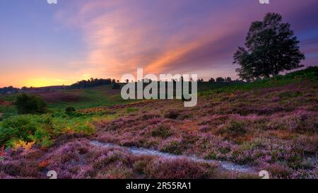 Linwood, Royaume-Uni - août 6 2022 : lever du soleil sur le bruyère de Rockford Common dans le parc national de New Forest, Royaume-Uni Banque D'Images