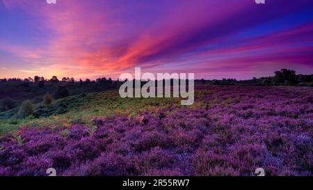 Linwood, Royaume-Uni - août 6 2022 : lever du soleil sur le bruyère de Rockford Common dans le parc national de New Forest, Royaume-Uni Banque D'Images