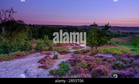 Linwood, Royaume-Uni - août 6 2022 : lever du soleil sur le bruyère de Rockford Common dans le parc national de New Forest, Royaume-Uni Banque D'Images