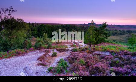 Linwood, Royaume-Uni - août 6 2022 : lever du soleil sur le bruyère de Rockford Common dans le parc national de New Forest, Royaume-Uni Banque D'Images