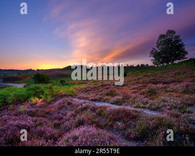 Linwood, Royaume-Uni - août 6 2022 : lever du soleil sur le bruyère de Rockford Common dans le parc national de New Forest, Royaume-Uni Banque D'Images