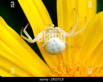 Macro de l'araignée de crabe blanc (Misumena vatia) sur la fleur de Marguerite jaune vue d'en haut Banque D'Images