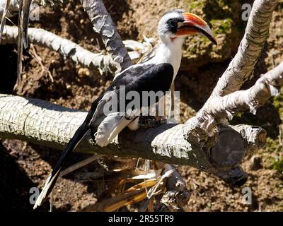 Le charme de Von der Decken (Tockus deckeni) est perché sur une branche d'arbre Banque D'Images