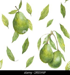 Motif aquarelle sans couture avec illustration des appétissants avocats de cul vert et des feuilles sur fond blanc. Banque D'Images