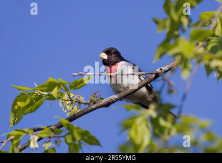 Bélaque à la rose perchée sur la branche au printemps à Ottawa, Canada Banque D'Images