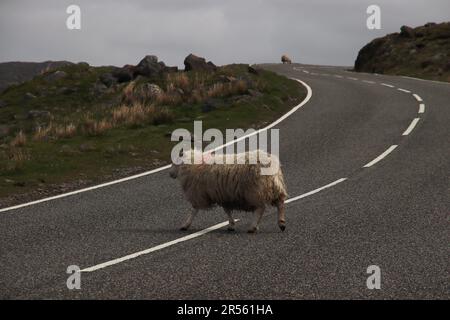 Moutons marchant sur la route dans les Hébrides Banque D'Images