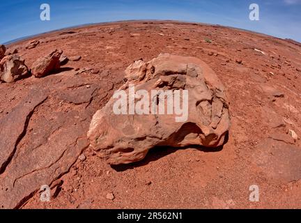 Dinosaure Skull Fossil, formation de Moenave près de Tuba City, Arizona, États-Unis Banque D'Images