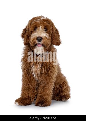 Mignon rouge avec des taches blanches Labradoodle chien, assis légèrement sur les côtés. Regarder directement la caméra avec la languette vers l'extérieur. isolé sur un fond blanc. Banque D'Images