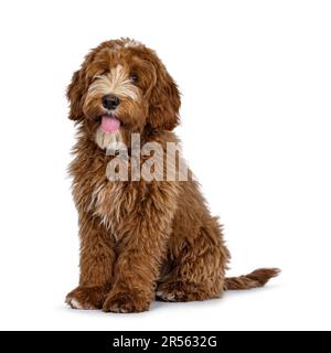 Mignon rouge avec des taches blanches Labradoodle chien, assis légèrement sur les côtés. Regarder à côté de l'appareil photo avec la languette vers l'extérieur. isolé sur un fond blanc. Banque D'Images