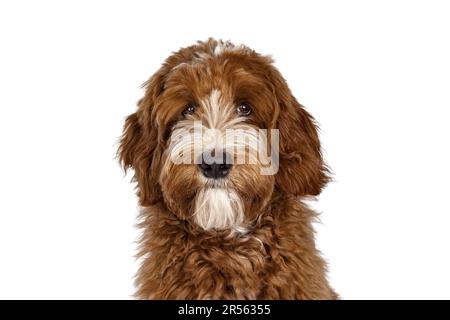 Tête de tir mignon rouge avec des taches blanches Labradoodle chien face à l'avant. Regarder directement vers l'appareil photo. isolé sur un fond blanc. Banque D'Images