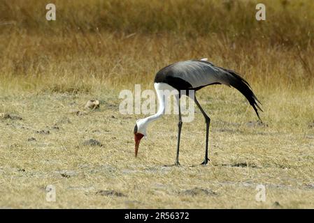 Grue à puissance dans le brousse, réserve de gibier de Moremi, delta d'Okavango, Botswana Banque D'Images