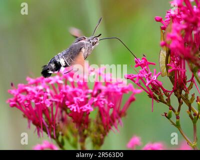 Gros plan sur le papillon des papillons de l'Éperviers (Macroglossum stellatarum) nourrissant des fleurs rouges de valériane (Centranthus ruber) en vol. Banque D'Images