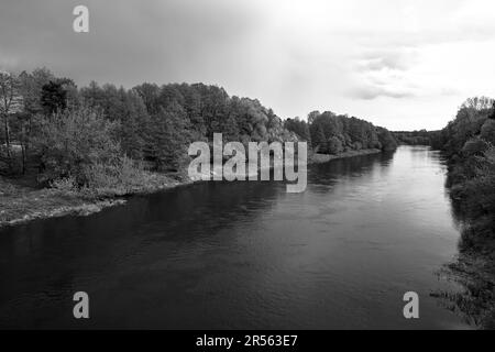 Forêt à feuilles caduques et rivière Warta en Pologne, monochrome Banque D'Images