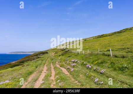 Sentier côtier sud-ouest menant à la piste de danse depuis Anvil point, Durlston Country Park, Dorset, Royaume-Uni Banque D'Images