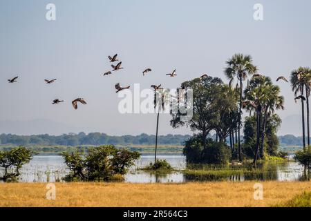 Paysage pittoresque dans le parc national de Liwonde, bordant la rivière Shire à l'ouest. De fortes pluies ont submergé les palmiers dans la zone riveraine. Palmiers sur la rive de la rivière Shire inondée. Parc national de Liwonde, Malawi Banque D'Images