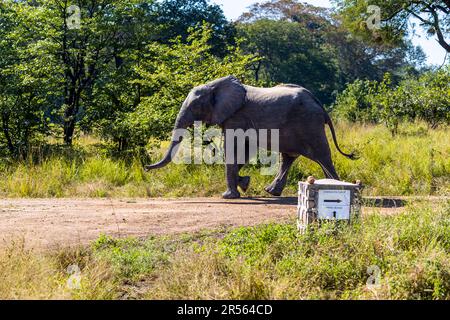 La population d’éléphants du parc national de Liwonde s’est très bien développée. En 2022, la deuxième relocalisation pourrait déjà être effectuée. 263 éléphants se sont déplacés vers le parc national de Kasungu. Les éléphants peuvent sentir la direction des odeurs avec leurs troncs sur de longues distances. Parc national de Liwonde, Malawi Banque D'Images