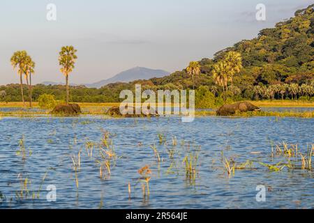 Excursion en bateau au Kutchire Lodge au parc national de Liwonde. On peut voir des éléphants se baigner depuis la rivière Shire. Végétation luxuriante avec des montagnes boisées et des palmiers sur le rivage. Ambiance nocturne avec des éléphants sur la rivière Shire, Malawi Banque D'Images