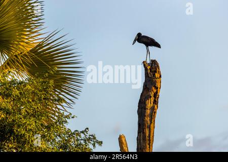 Un bec-ouvert d'Afrique (Anastomus lamelligerus) se tient sur une souche d'arbre morte sur la rivière Shire dans le parc national de Liwonde, au Malawi, avec une palme au premier plan captant la lumière du soir. Banque D'Images