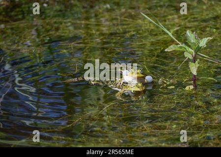 Deux grenouilles territoriales mâles (Pélophylax kl. esculentus) lutte et croaking dans un étang entre les plantes aquatiques, copier l'espace, focus sélectionné, narro Banque D'Images