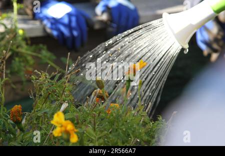 Un arrosoir peut arroser des gouttelettes d'eau rétroéclairées sur de petites fleurs orange et des plantes vertes. Un jardinier, concept de thème de jardinage. Banque D'Images