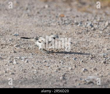 Un jeune grand shrike gris (Lanius excubitor), un prédateur carnivore avec un petit coléoptère tenu dans son bec, tout en étant debout sur le sol. Banque D'Images