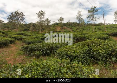 belle vue sur une plantation de thé sur le flanc d'une colline à wayanad à kerala, inde. Banque D'Images