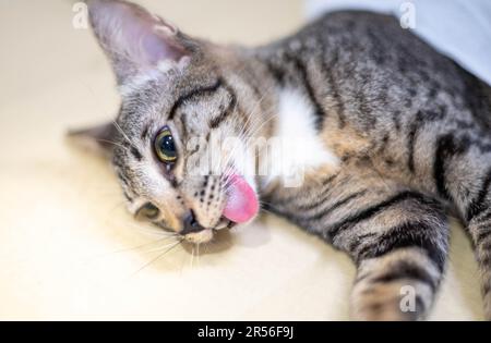 Chat inconscient sur la table pendant l'anesthésie pour la stérilisation de chat à la clinique pour animaux de compagnie. Concept vétérinaire. Banque D'Images