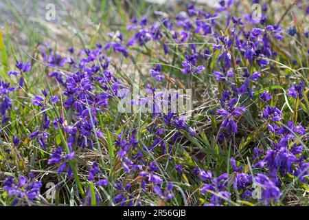 Gewöhnliche Kreuzblume, Gewöhnliches Kreuzblümchen, Kreuzblume, Gemeine Kreuzblume, Kreuzblümchen, Polygala vulgaris, Polygala oxyptera, milkwo commun Banque D'Images