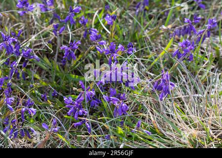 Gewöhnliche Kreuzblume, Gewöhnliches Kreuzblümchen, Kreuzblume, Gemeine Kreuzblume, Kreuzblümchen, Polygala vulgaris, Polygala oxyptera, milkwo commun Banque D'Images