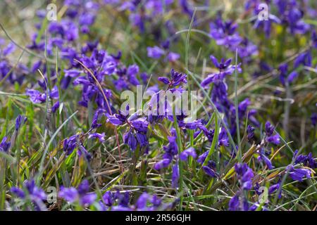 Gewöhnliche Kreuzblume, Gewöhnliches Kreuzblümchen, Kreuzblume, Gemeine Kreuzblume, Kreuzblümchen, Polygala vulgaris, Polygala oxyptera, milkwo commun Banque D'Images