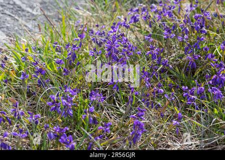 Gewöhnliche Kreuzblume, Gewöhnliches Kreuzblümchen, Kreuzblume, Gemeine Kreuzblume, Kreuzblümchen, Polygala vulgaris, Polygala oxyptera, milkwo commun Banque D'Images