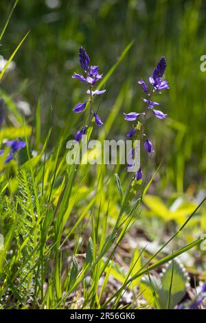 Gewöhnliche Kreuzblume, Gewöhnliches Kreuzblümchen, Kreuzblume, Gemeine Kreuzblume, Kreuzblümchen, Polygala vulgaris, Polygala oxyptera, milkwo commun Banque D'Images