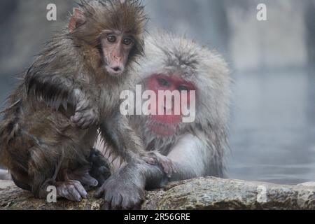 Singe-neige mère et enfant prenant la source chaude, à Nagano, Japon Banque D'Images